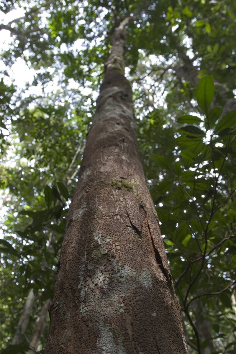 Estação Veracel completa 20 anos protegendo e conservando a Mata Atlântica 6